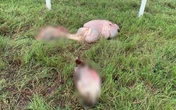 Sete bois foram mortos e tiveram partes do corpo abandonadas após furto em fazenda no interior baiano