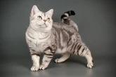 Quer ter um gato? Veja as raças consideradas as mais tranquilas