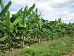 Experimento na Chapada torna solo pobre em berço de produtividade