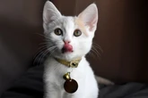 4 ferramentas que ajudam a localizar animais perdidos