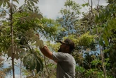 Mais de dois milhões de mudas plantadas: iniciativa em Abrolhos recupera a Mata Atlântica e muda a vida de jovens
