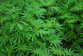 Bahia promulga lei que garante fornecimento gratuito de medicamentos à base de cannabis