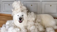 Cachorro ou ovelha? Conheça a lã-de-cachorro que pode ser utilizada para fazer roupas e acessórios