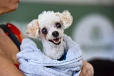 Hospital Veterinário alerta para abandono de pets