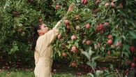 As 4 melhores espécies de árvore para plantar no quintal para ter sempre frutas frescas, e sem rachaduras no piso