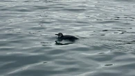 Pinguim é resgatado em área portuária de Salvador