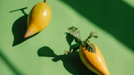Parece sobremesa, mas é fruta: conheça a 'fruta de ouro', que tem gosto de doce de leite e pode ser cultivada em casa