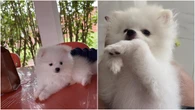 Lulu da Pomerânia morre em hospedagem pet; tutores acusam responsáveis de negligência