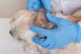 Quatro em cada 10 cães com alergia de pele têm qualidade de vida afetada, diz pesquisa