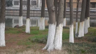 Por que árvores têm o tronco pintado de branco? Descubra os motivos