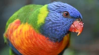 Por que você não vê mais aves coloridas na sua cidade? Veja o que dizem os pesquisadores