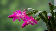 Flor-de-Maio: veja o passo-a-passo para multiplicar sua planta sem esforço