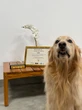 Conheça Lola, cão terapeuta que realiza visitas quinzenais a pacientes de hospital