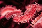 Teste rápido identifica superbactérias em seis horas e pode transformar rotina de UTIs