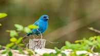 Por que algumas aves colocam ovos nos ninhos de outros pássaros? Veja 5 exemplos