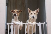 8 dicas para deixar a casa segura para o animal de estimação
