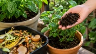 Esqueça a borra de café: conheça o adubo caseiro conhecido como 'ouro verde' que deixa suas plantas mais saudáveis
