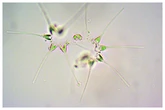 Quando a natureza fala: microalgas revelam efeitos de obras no litoral brasileiro