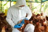 Brasil investiga 17 casos suspeitos de gripe aviária; saiba onde
