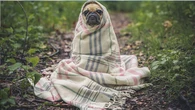 Frio pode piorar dores em cães e gatos; veja sinais que merecem atenção