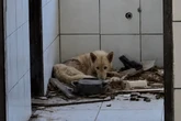Cães são resgatados de situação de maus-tratos em escola desativada no interior da Bahia
