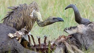 Santuário ambiental que deveria salvar ecossistema se torna um ‘campo de extermínio’ com milhares de mortes
