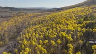 Maior árvore do mundo tem mais de 16 mil anos e tem o tamanho de 60 campos de futebol