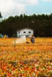 Entenda como as florestas plantadas transformam a vida das pessoas no Sul da Bahia