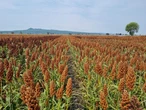 Terra da soja, algodão, milho e frutas, Oeste abre espaço para o Sorgo