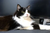 Calmo e companheiro: por que o gato da raça ragamuffin são especiais