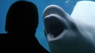 O curioso caso das baleias-beluga que estão assustando crianças em parques aquáticos