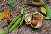 5 benefícios da planta andiroba para a saúde