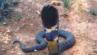 O mistério da cobra atropelada em estrada que nem mesmo os cientistas sabiam que existia