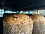 É fã de panetone? Conheça a fábrica da santa baiana que vai produzir 24 horas por dia