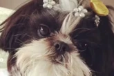 Cadela da raça shih tzu morre enforcada após ser deixada sozinha em pet shop