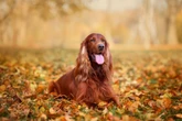 4 características do cachorro da raça setter irlandês