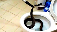 Essa válvula protege seu banheiro contra cobras que sobem pelo vaso