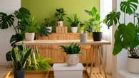 5 plantas que atraem dinheiro, sorte e proteção para sua casa