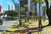 Corredor do BRT em uma das principais vias de Salvador receberá mais de mil árvores