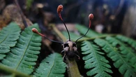 'Assassino de assassinos': cientistas descobrem fungo que parasita até o temido fungo zumbi