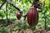 Pesquisa aponta caminho para proteger o cacau da Amazônia contra praga que devastou Sul da Bahia