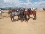 Adab intensifica fiscalização para impedir aglomeração de animais em parques de vaquejada da Bahia