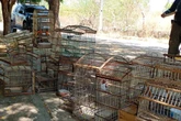Mais de 130 aves silvestres e quatro tatus são resgatados de cativeiro ilegal