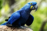 10 curiosidades incríveis sobre a arara-azul