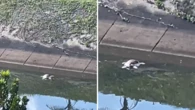 Tartaruga marinha é encontrada morta em córrego no Costa Azul