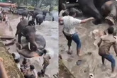 Turista morre após ser pisoteada durante briga de elefantes na Índia; vídeo