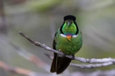 Paraíso das aves na Bahia começa a sentir efeitos do aquecimento global