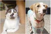 Shopping promove feira de adoção com cães e gatos resgatados e vacinação gratuita em Lauro de Freitas