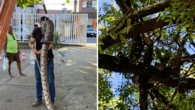 Estudantes da UFBA encontram cobra em árvore na Faculdade de Arquitetura