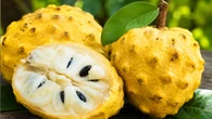 Fruta amarela com sabor de torta de limão cresce rápido no quintal, transforma o pomar e encanta as crianças